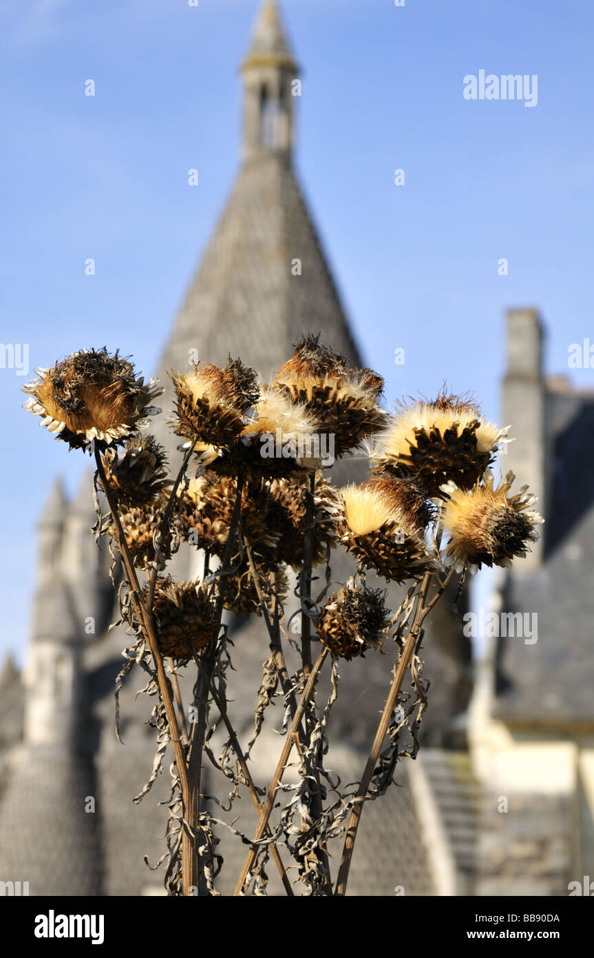 Piante di cardo appassite a Fontevraud-l'Abbaye, Maine-et-Loire, Pays de la Loire. Francia. Europa. Foto Stock