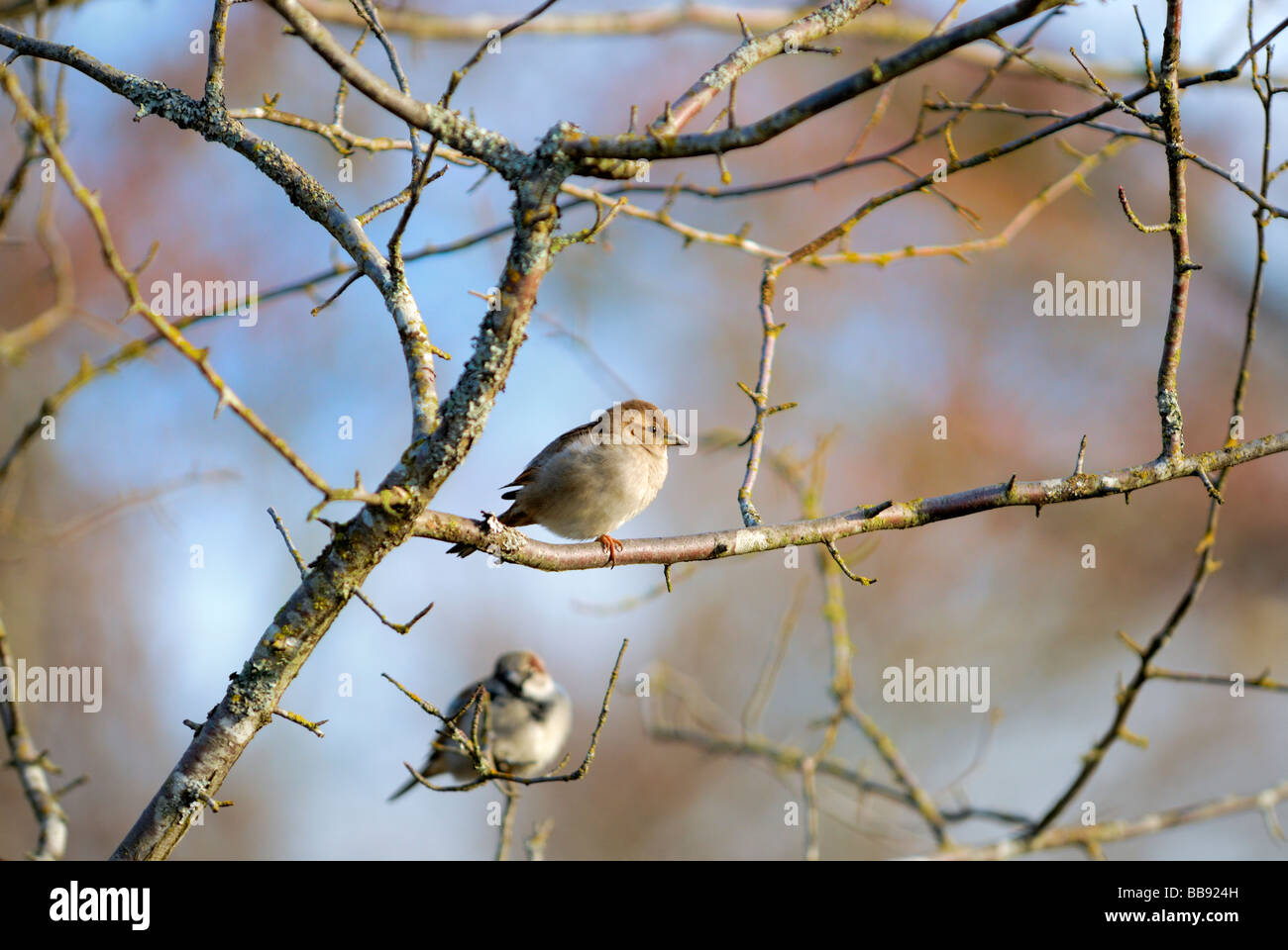 Passeri appollaiato su un ramo in una struttura ad albero. Foto Stock