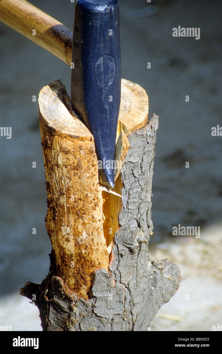 Ax taglio a cuneo chop spaccare la legna in macchina di log di  alimentazione della leva oscillante di peso utensile adz Foto stock - Alamy