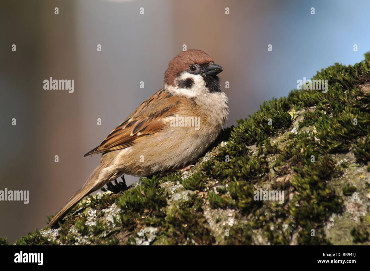 Passera Mattugia Passer montanus Foto Stock