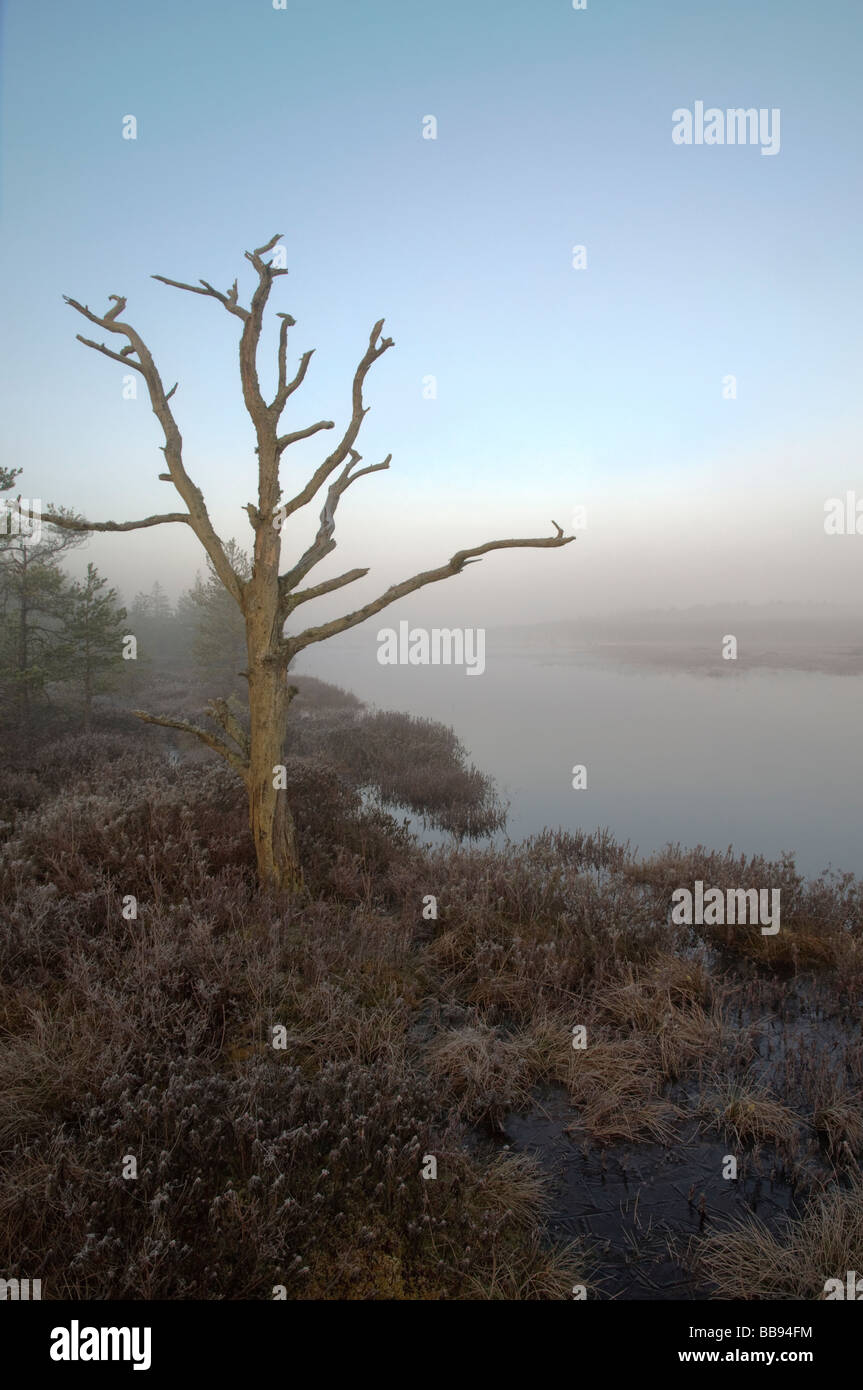 Albero secco a bog lago all'alba Foto Stock