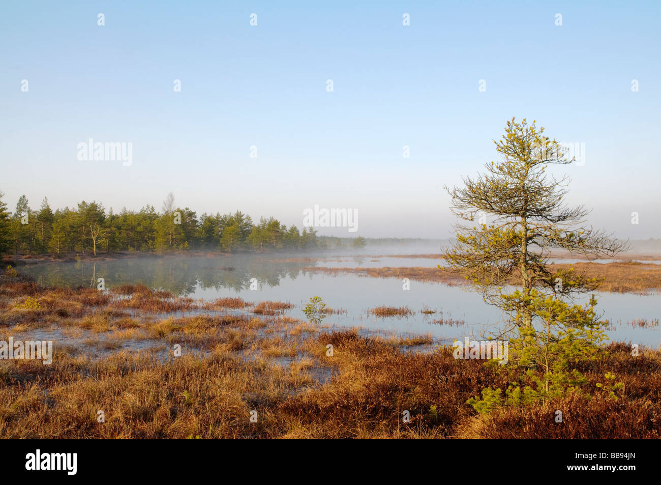 Bog lago all'alba Foto Stock