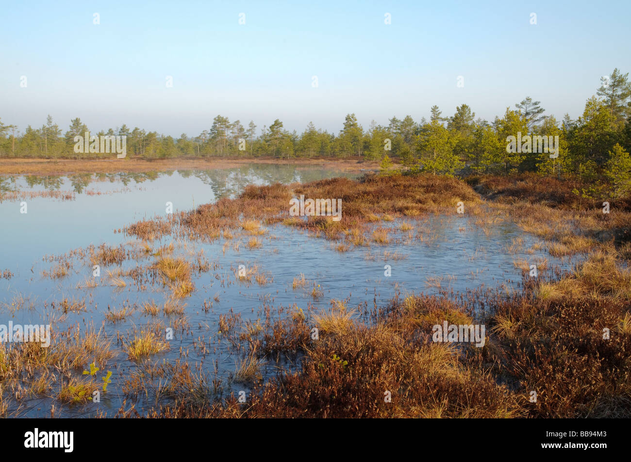 Bog lago all'alba Foto Stock