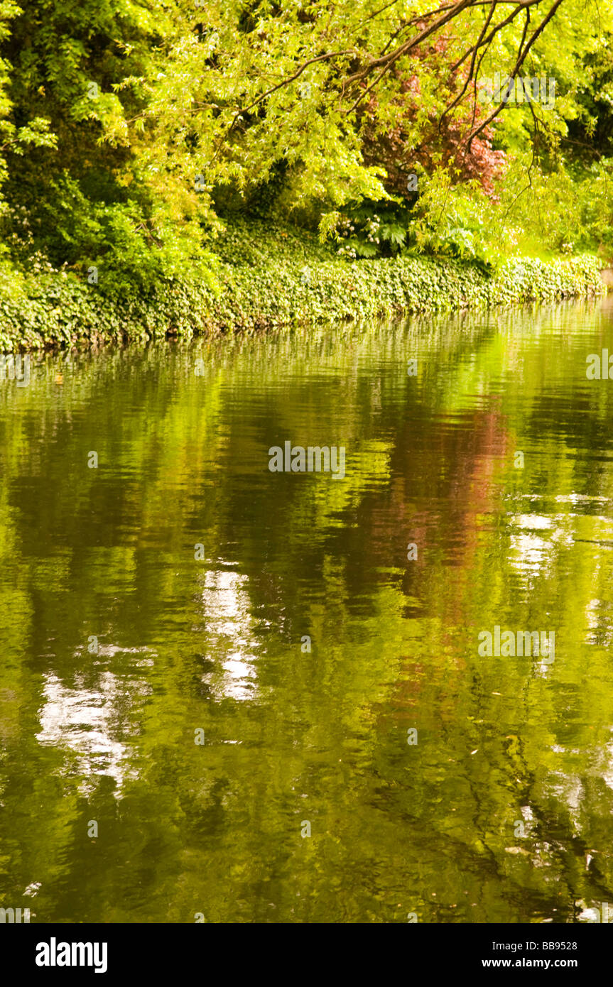 La riflessione di alberi in acqua Foto Stock