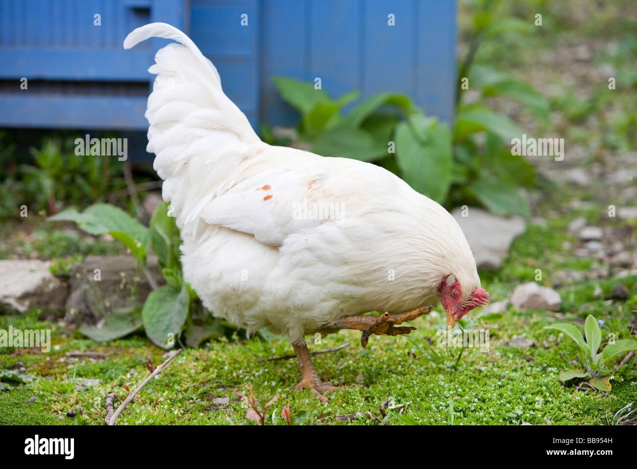 Free range galline e una gallina casa di rydal Hall Comunità Orto vicino a Ambleside Cumbria Regno Unito Foto Stock