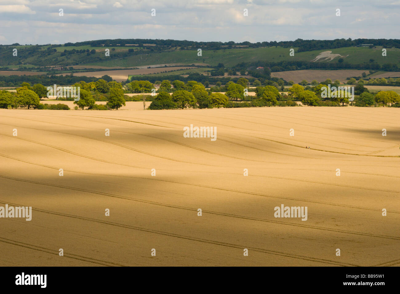 La laminazione di campi di grano con Chiltern Hills e whipsnade lion a distanza Foto Stock