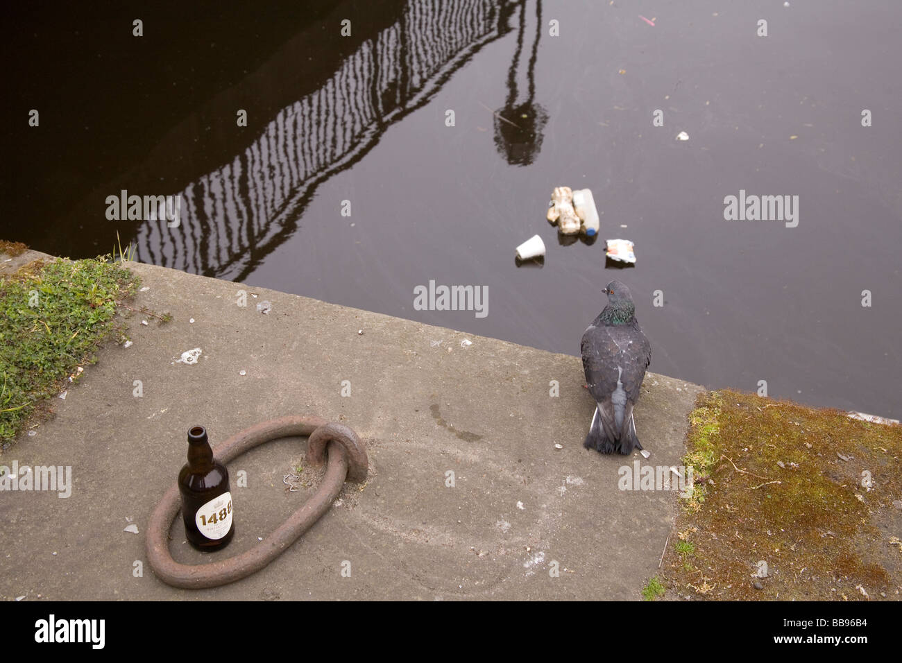 I rifiuti nel porto di Leith al piccione Foto Stock
