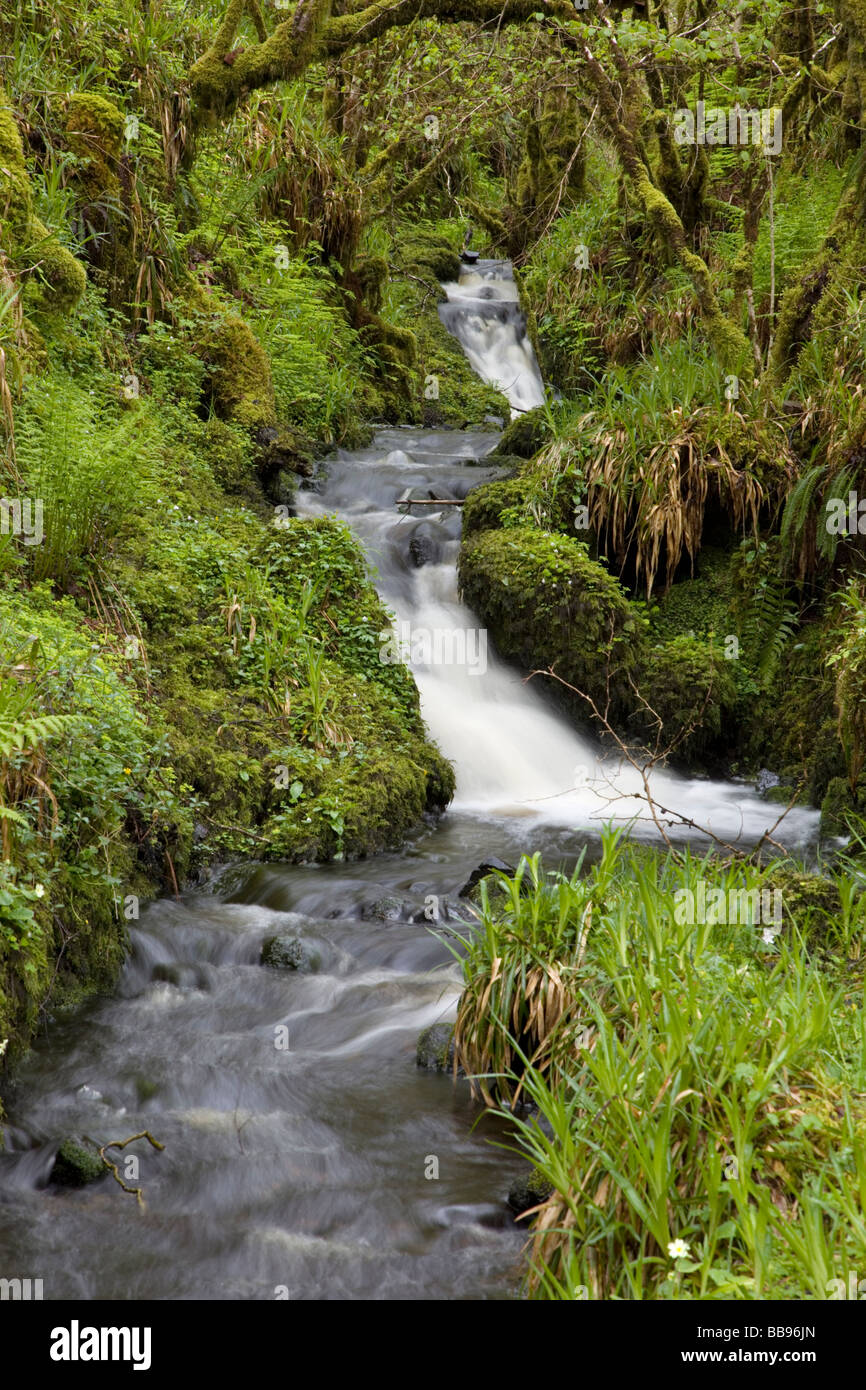 Flusso di bosco Glen Nant Scozia Scotland Foto Stock