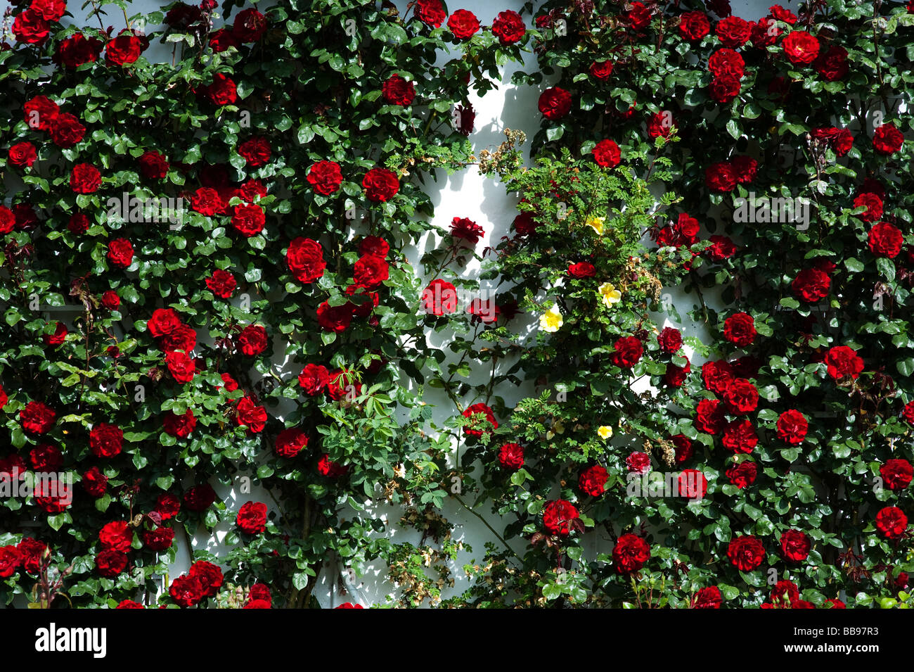 Rosa. Climbing rose rosse su un bianco muro di casa. Inghilterra Foto Stock