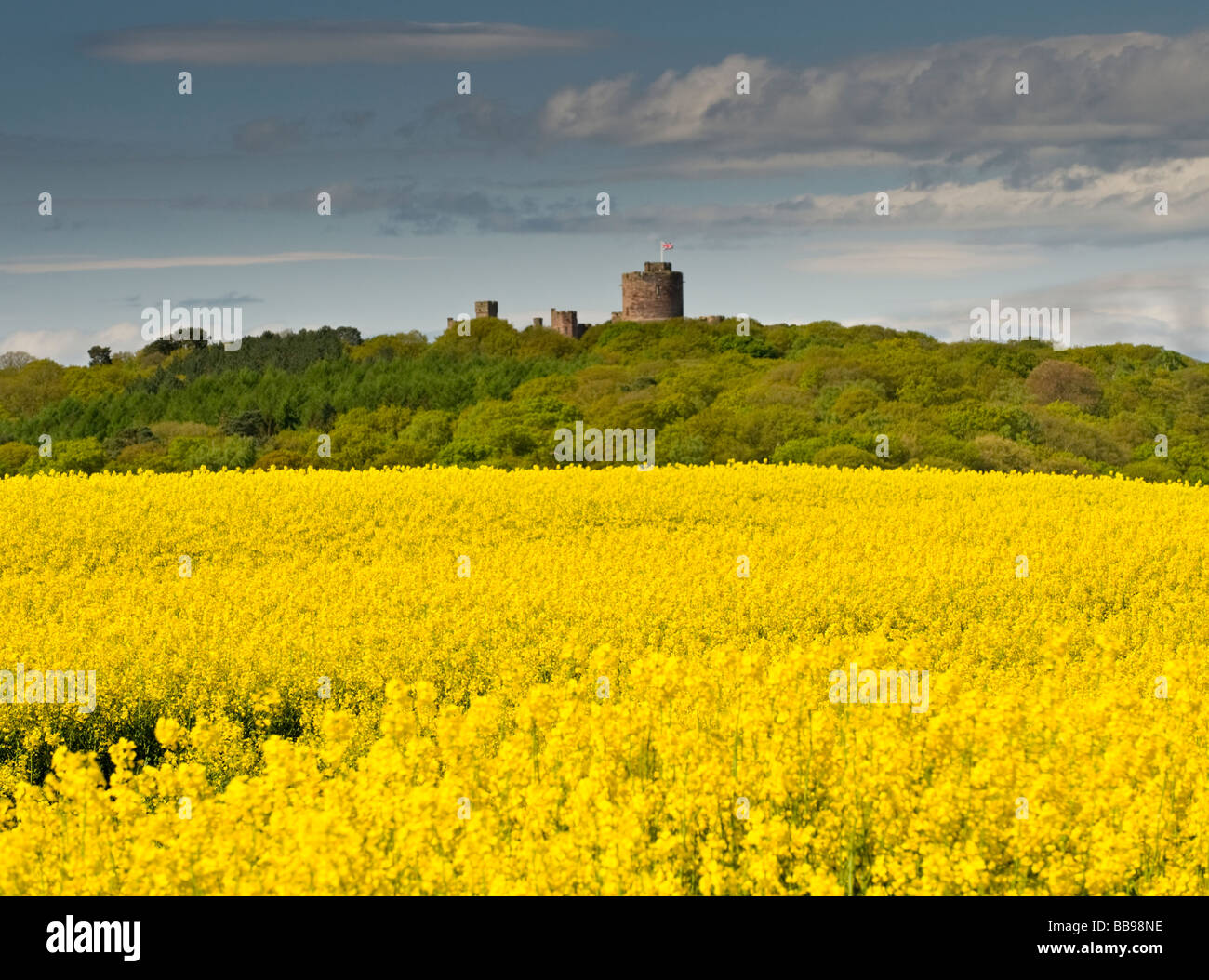 Campo di colza sotto le colline Peckforton & Peckforton Castle, nei pressi di Beeston, Cheshire, Inghilterra, Regno Unito Foto Stock