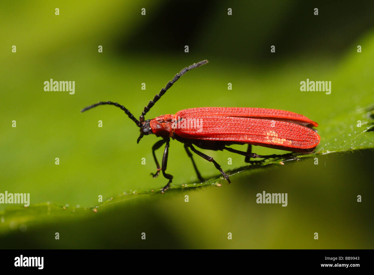 Dictyoptera aurora, un net-scarabeo alato Foto Stock