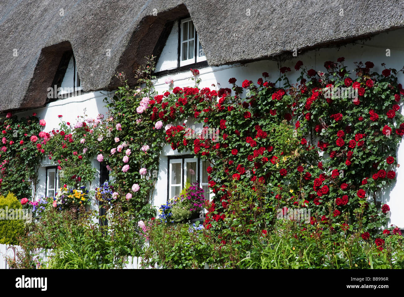 In vecchio stile Rose Cottage. Cottage con tetto di paglia di arrampicata con rose rosse in Wherwell, Hampshire, Inghilterra Foto Stock