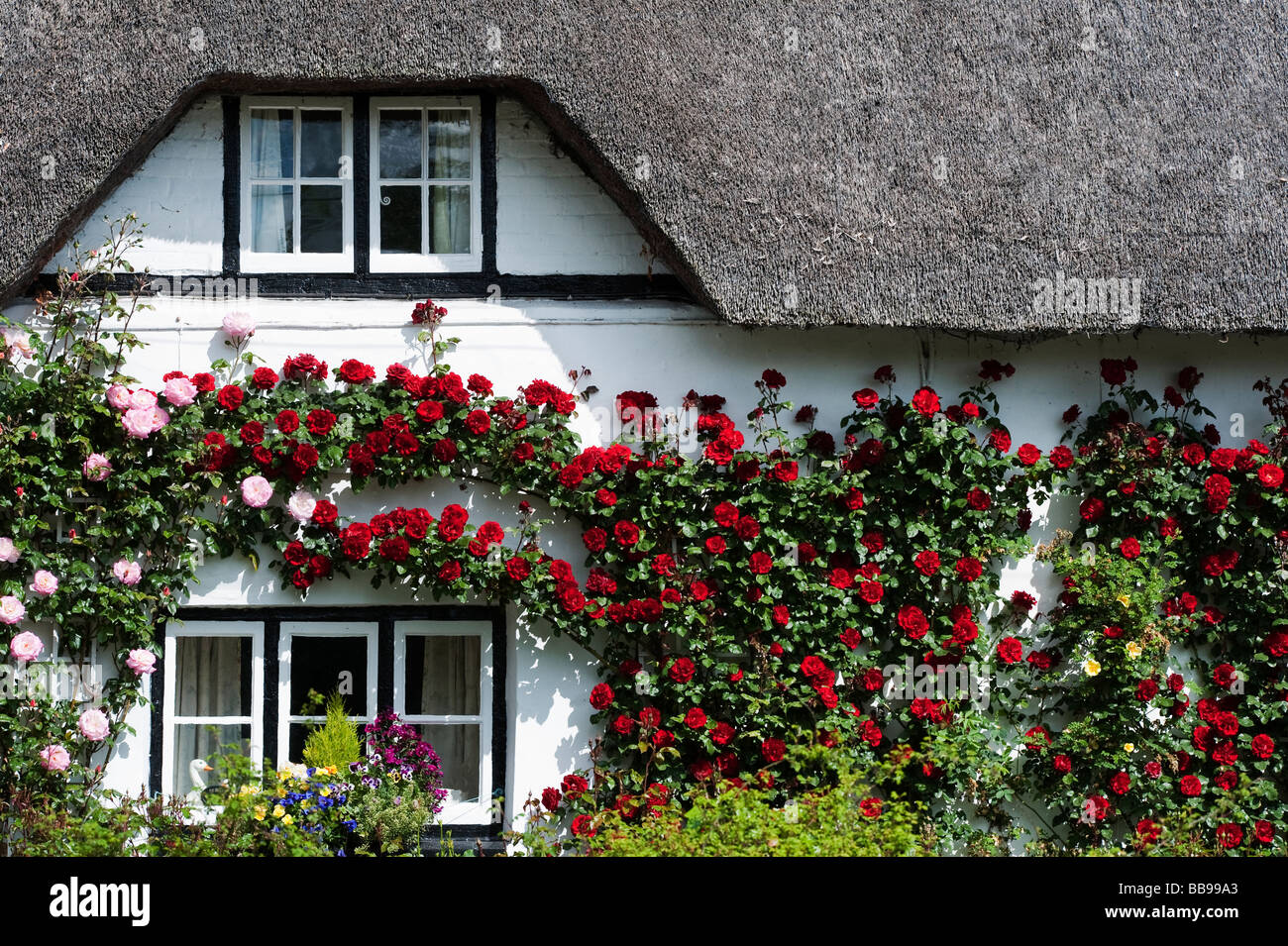 In vecchio stile Rose Cottage. Cottage con tetto di paglia di arrampicata con rose rosse in Wherwell, Hampshire, Inghilterra Foto Stock