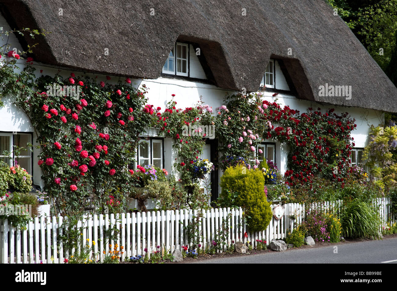 In vecchio stile Rose Cottage. Cottage con tetto di paglia di arrampicata con rose rosse in Wherwell, Hampshire, Inghilterra Foto Stock