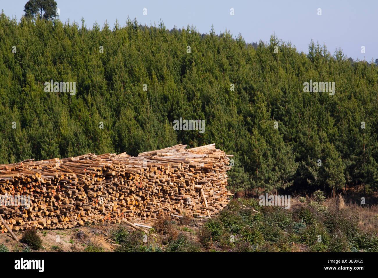 Log tagliati a fianco di foresta commerciale Foto Stock