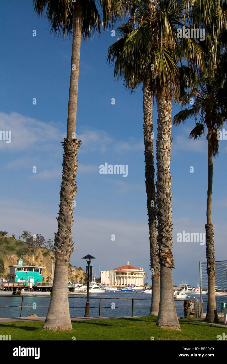 Alberi di Palma il telaio il casino e il verde del molo del porto di Avalon sull isola Catalina California USA Foto Stock