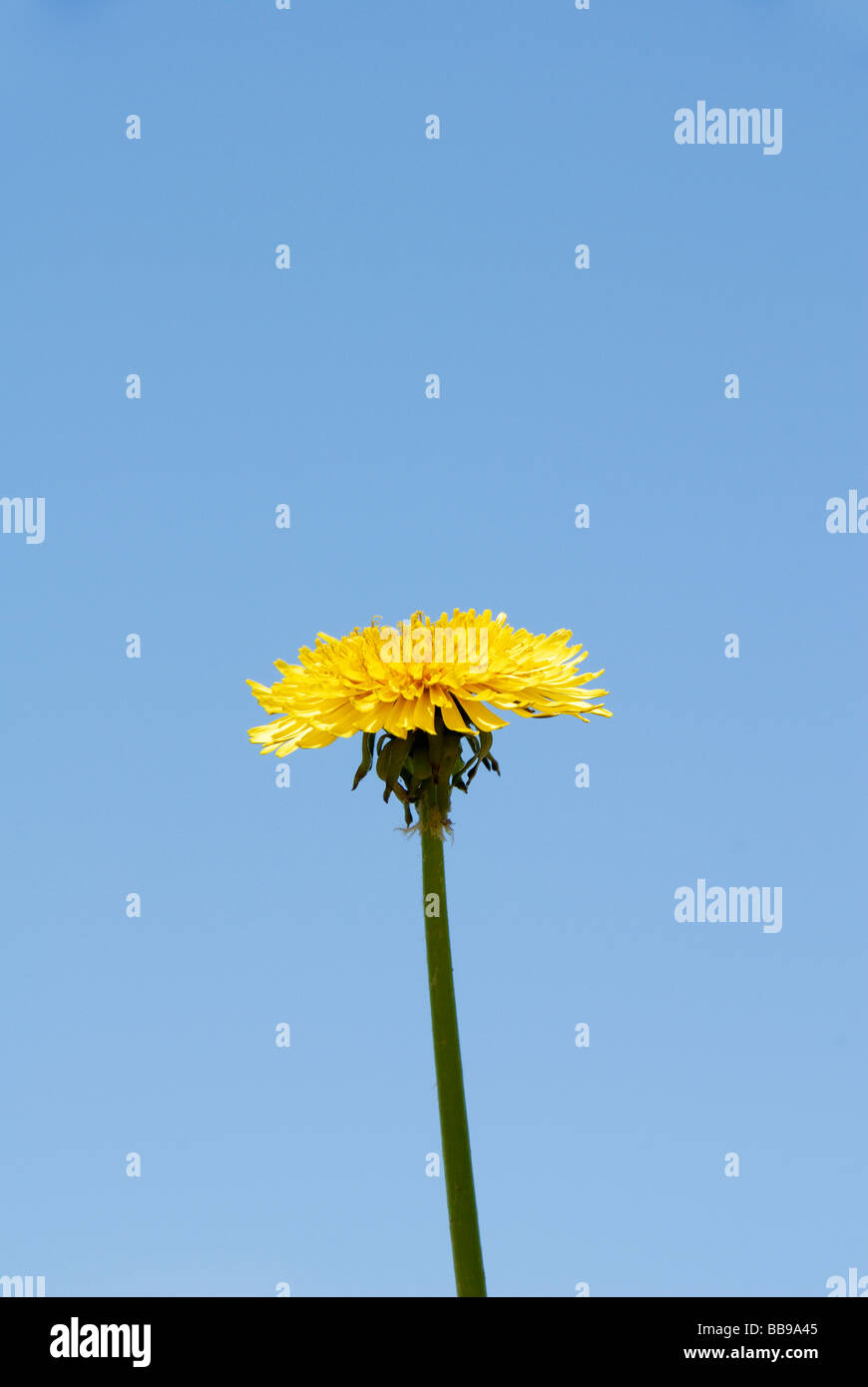 Di colore giallo brillante tarassaco contro il cielo blu Foto Stock