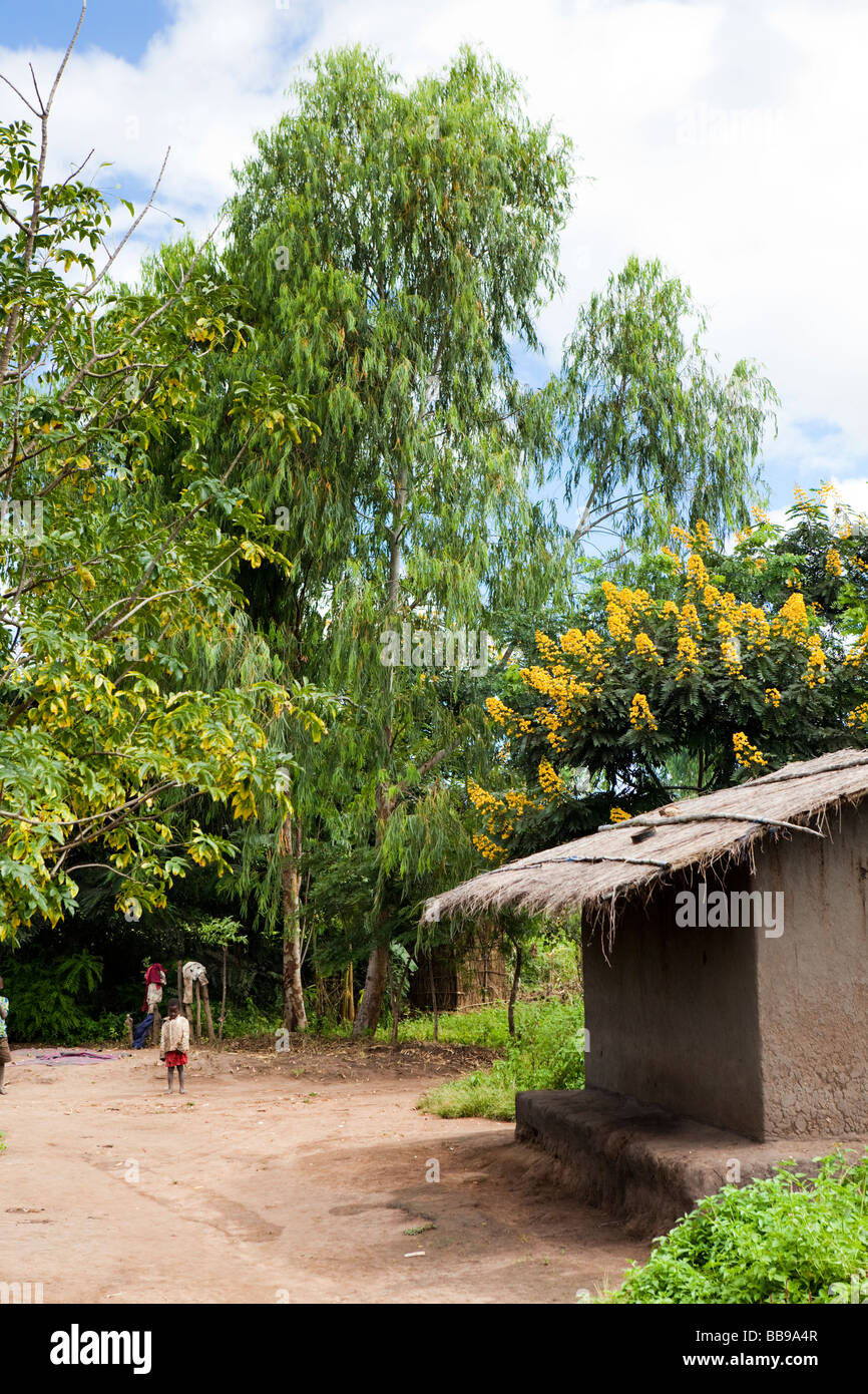 Eucalipto e alberi di acacia nel villaggio di Nyombe, Malawi, Africa Foto Stock