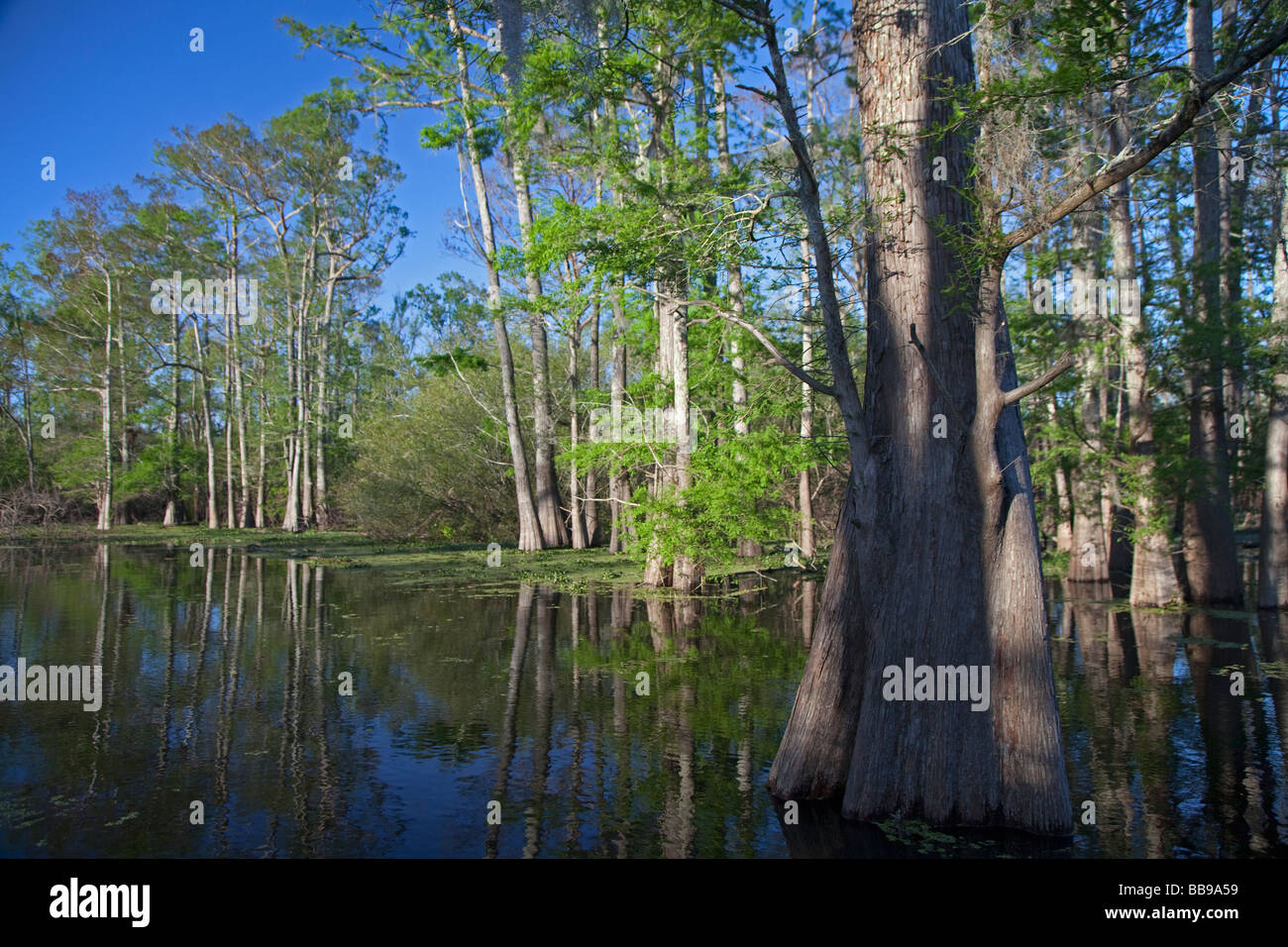 Il Bayou Sorrel Louisiana un cipresso tupelo foresta nel fiume Atchafalaya Basin Foto Stock