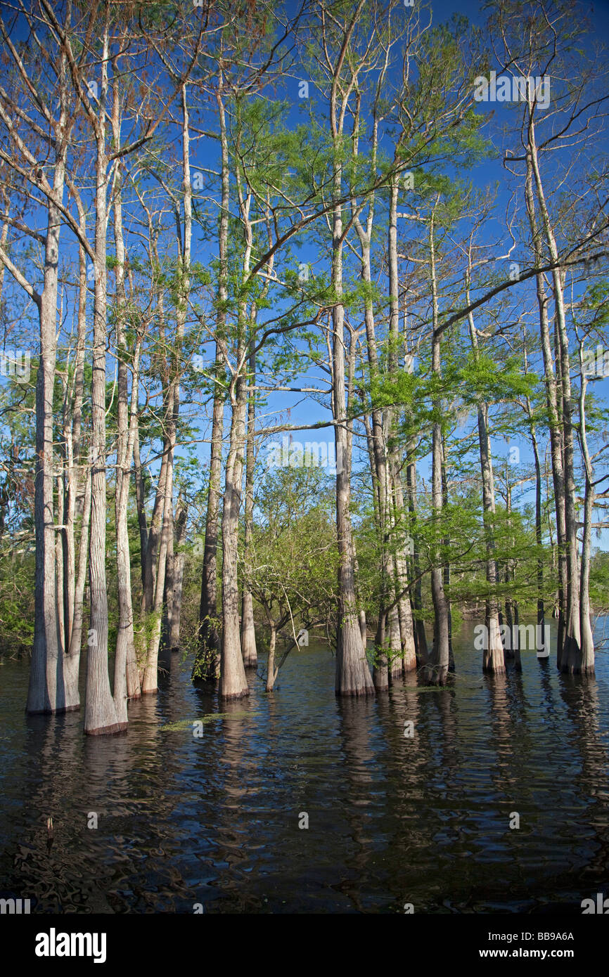 Il Bayou Sorrel Louisiana un cipresso tupelo foresta nel fiume Atchafalaya Basin Foto Stock