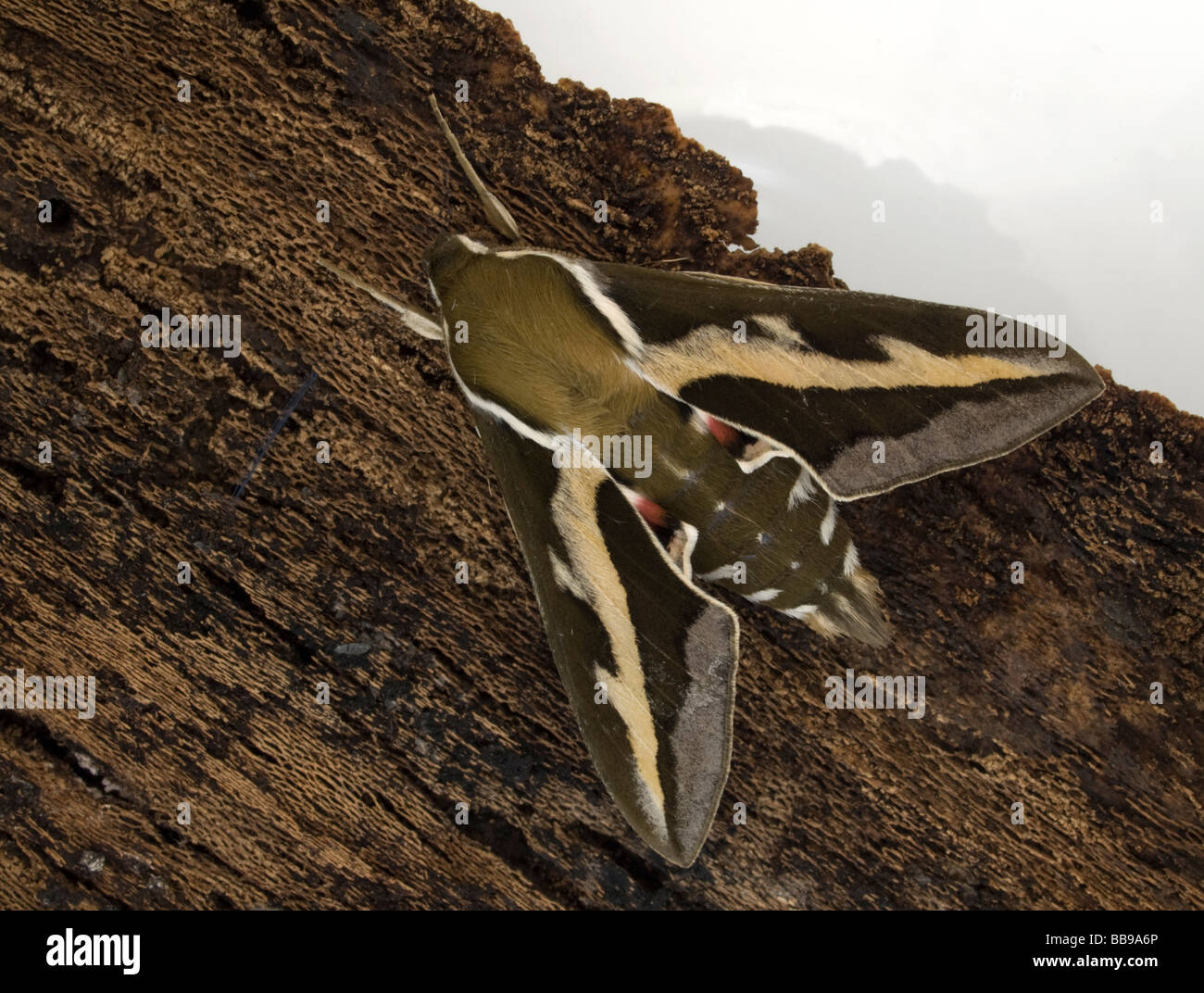 Bedstraw Hawkmoth Foto Stock