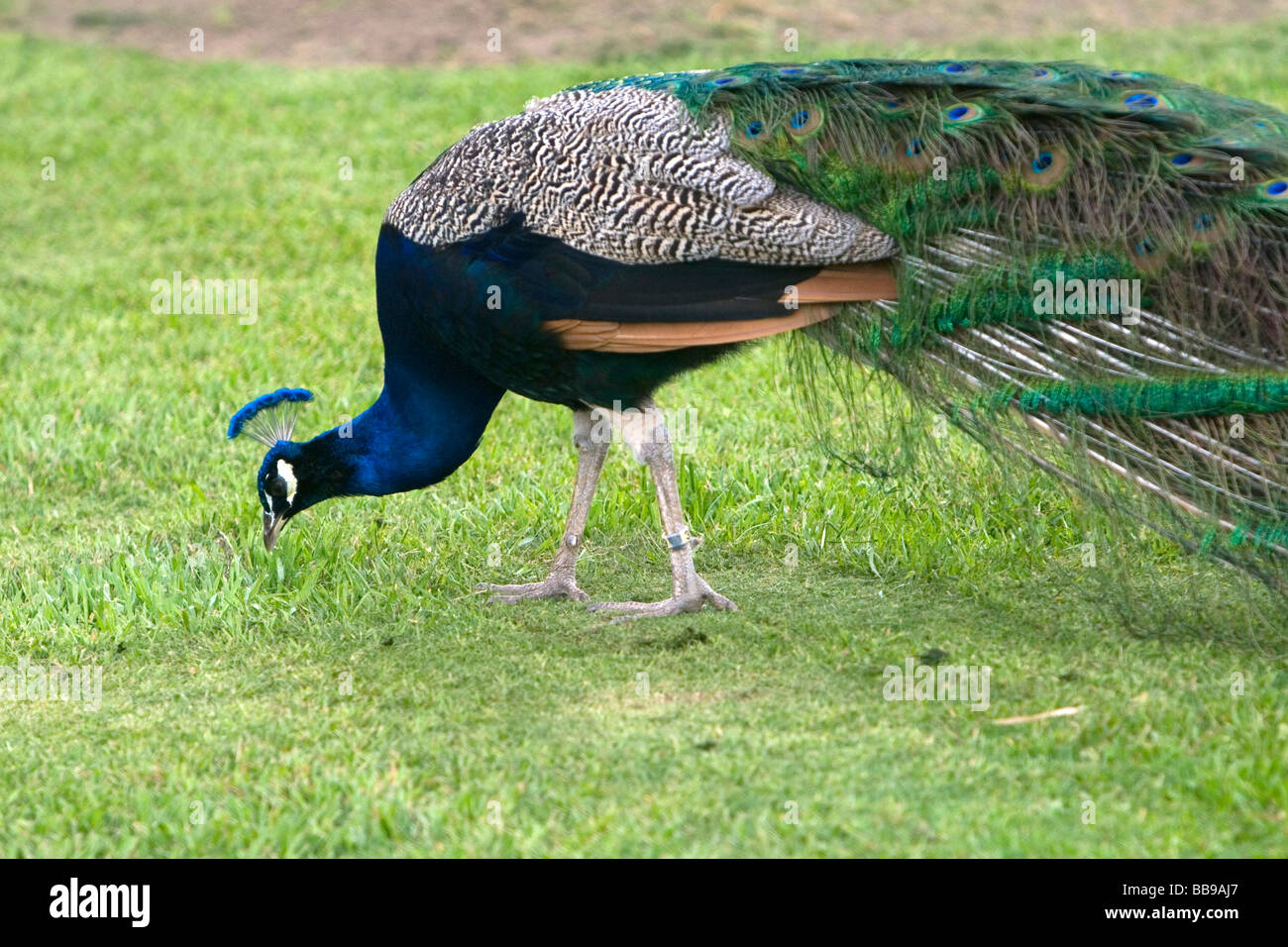 Indian Blue Peacock presso il Los Angeles County Arboretum e Giardino Botanico in Arcadia, California USA Foto Stock