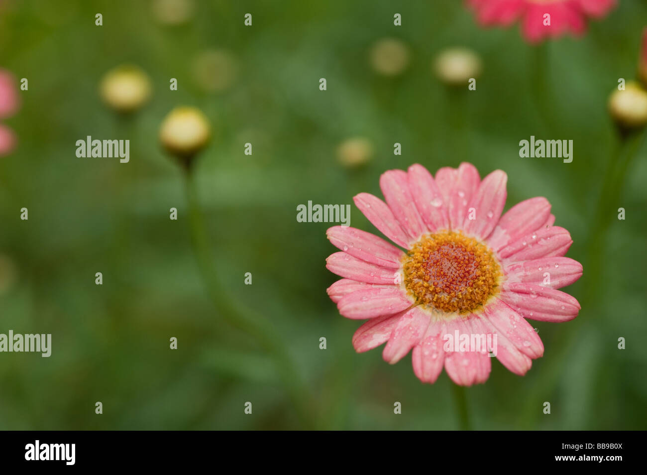 Un unico fiore sul tipo daisy fiore con verde in background Foto Stock