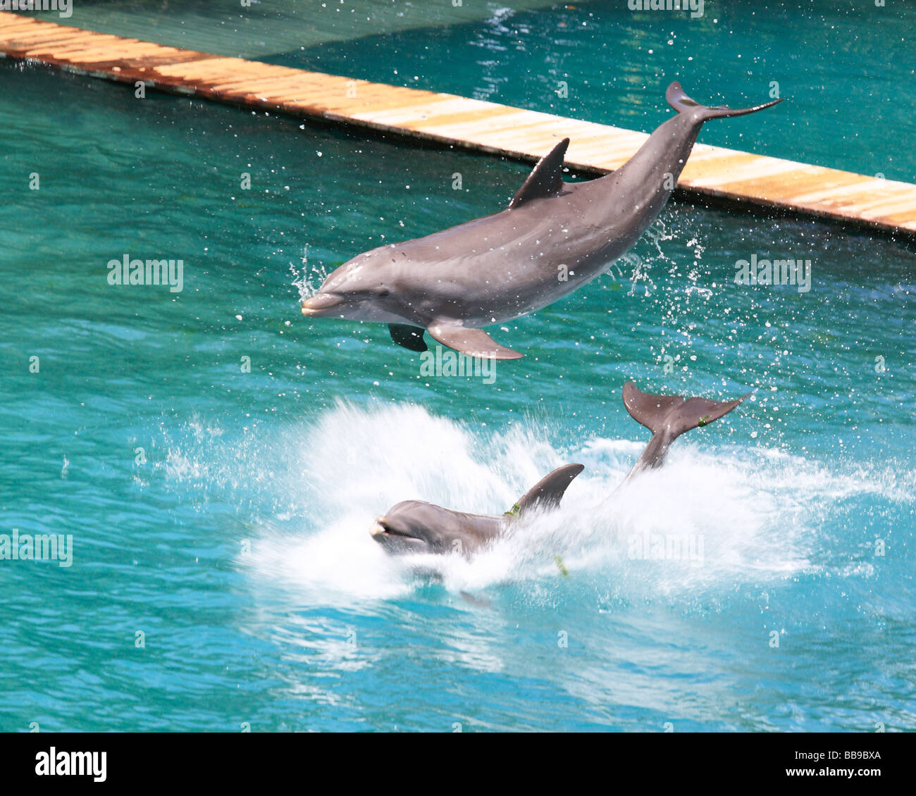 Due delfini avendo divertimento sotto il sole della Florida Foto Stock