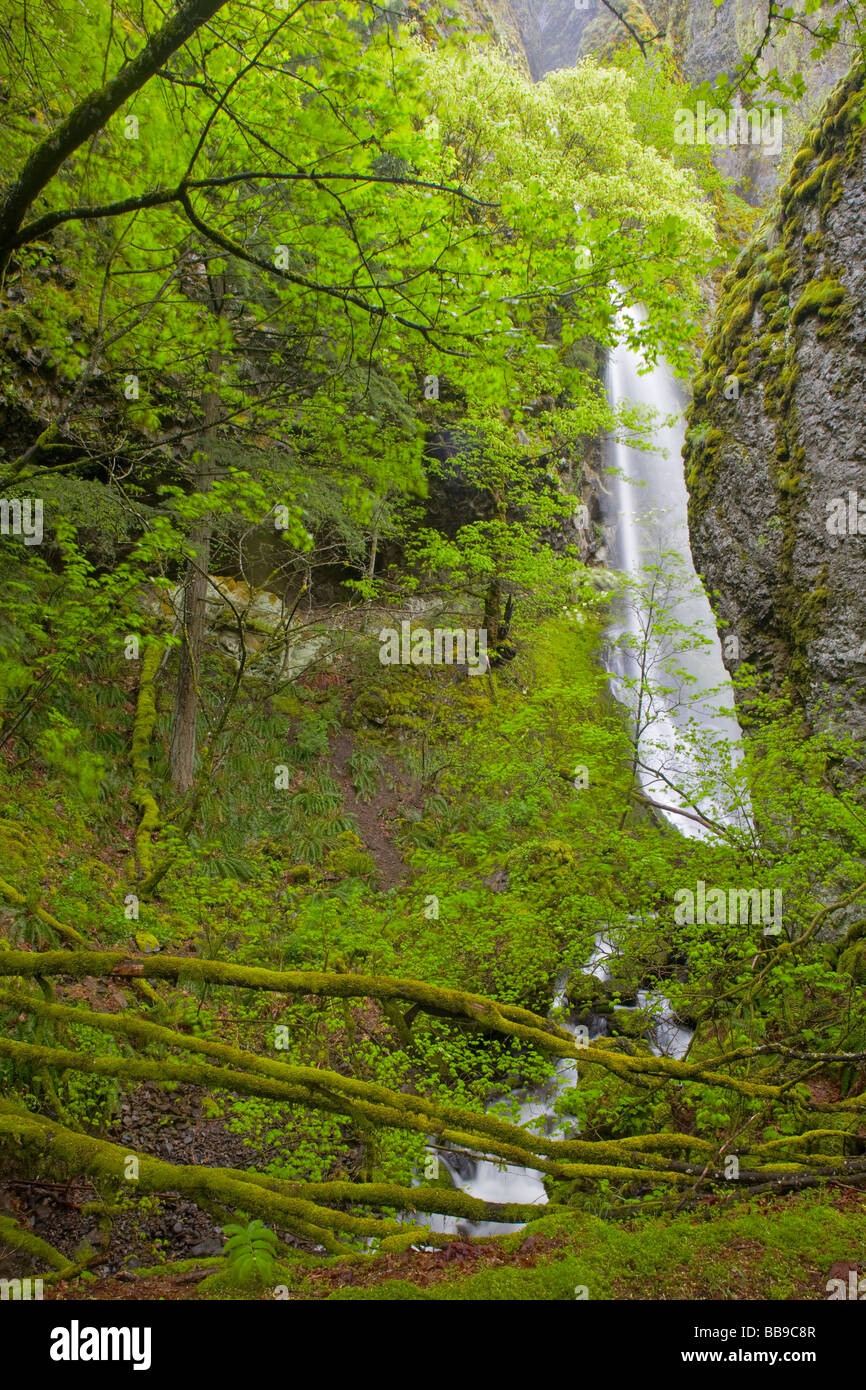 Cabin Creek Falls in Columbia Gorge National Scenic Area. O Foto Stock