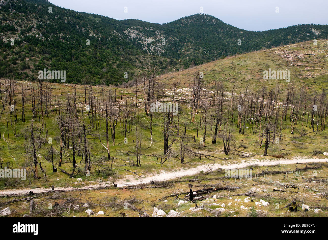 Catastrofe ecologica dopo essere umano causato forest fire- montagna di Parnitha, Atene, Grecia Foto Stock