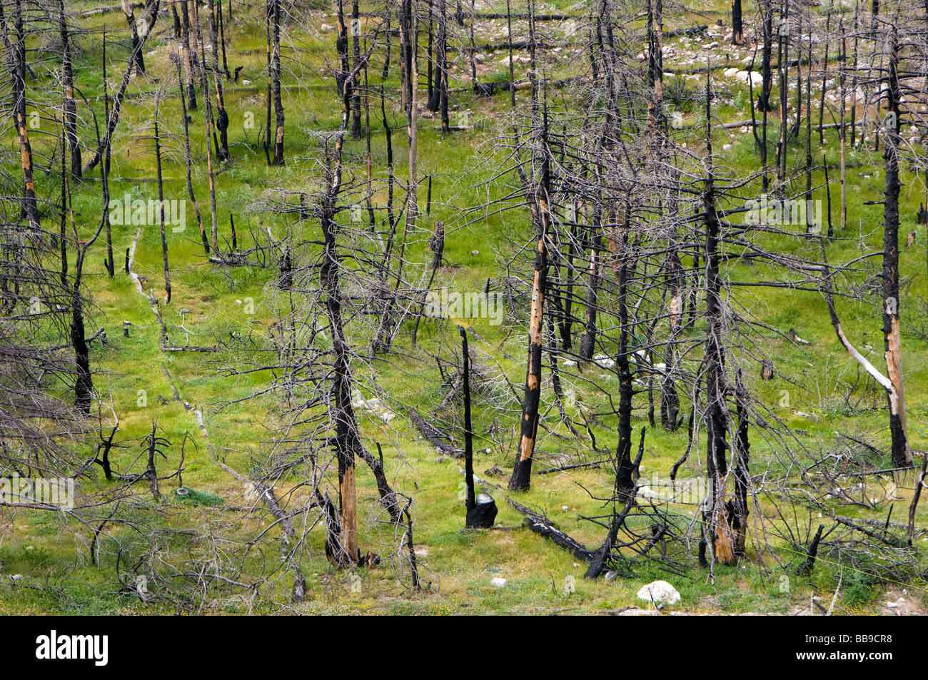 Catastrofe ecologica- alberi bruciati dopo un imponente incendio di boschi Foto Stock