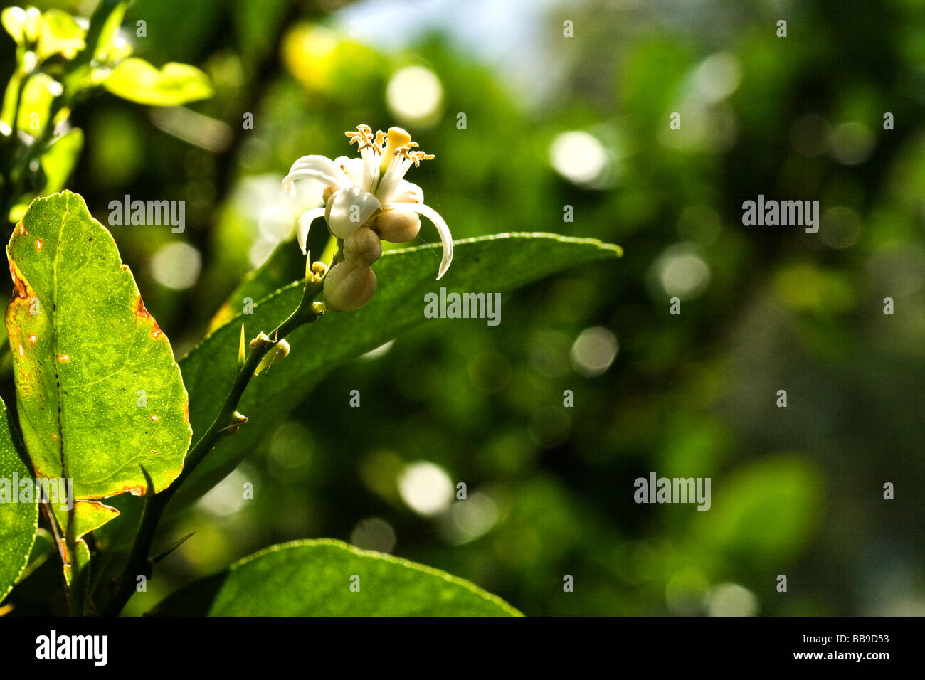 Key Lime Tree blossom circondato da foglie verdi Foto Stock