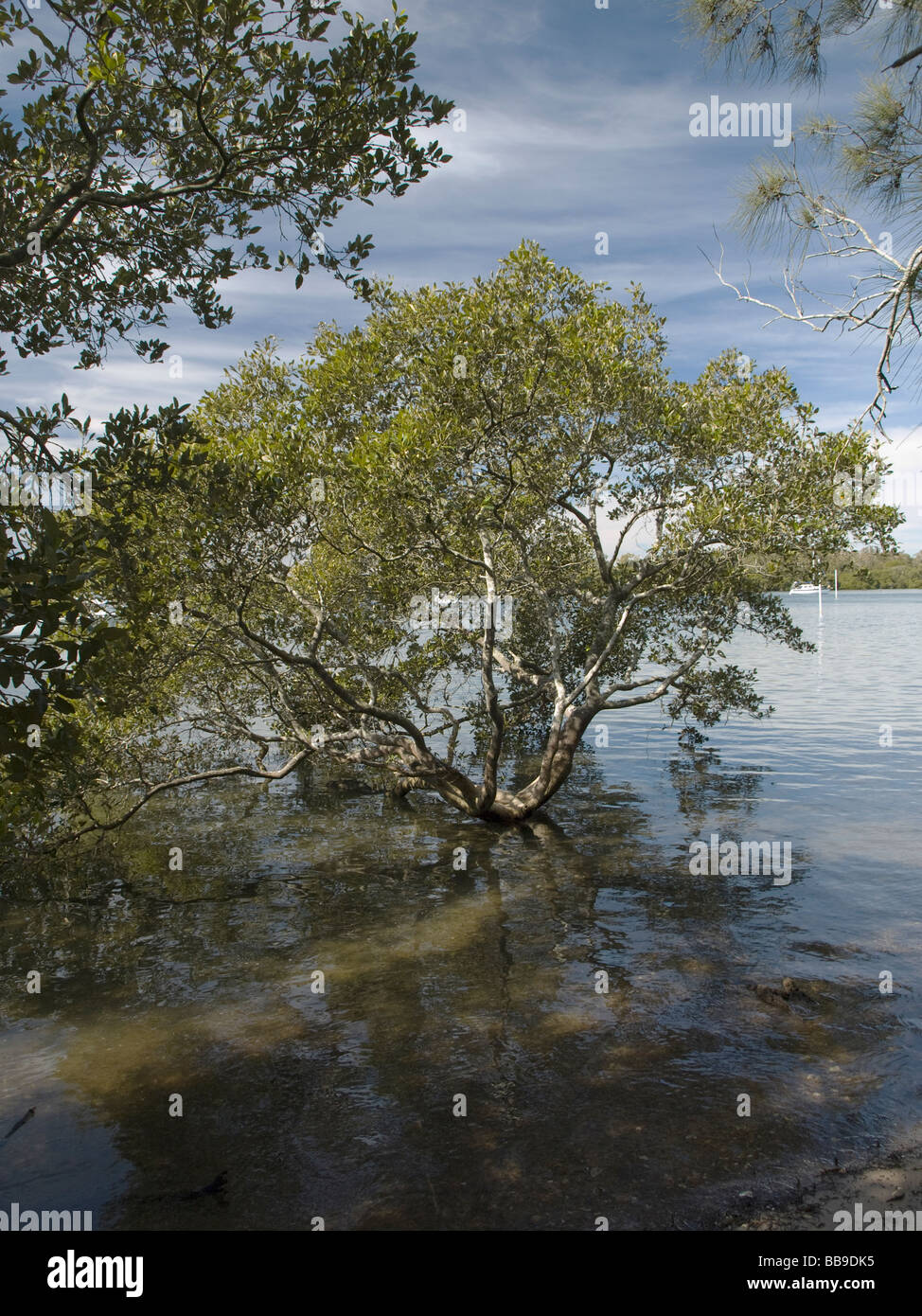 Grigio Mangrove Avicennia marina Foto Stock