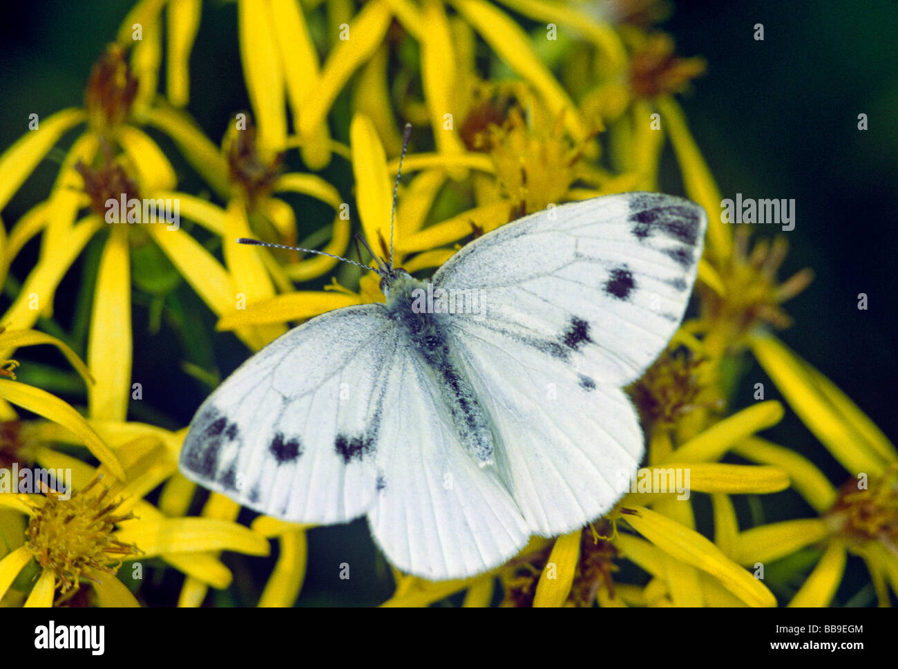 Ritratto di large white o cavolo butterfly Sarcococca brassicae Germania Foto Stock