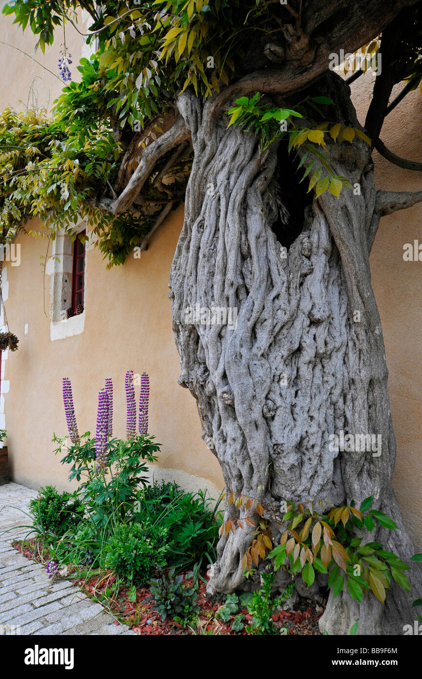 Il vecchio albero di glicine in giardino alla francese Foto Stock