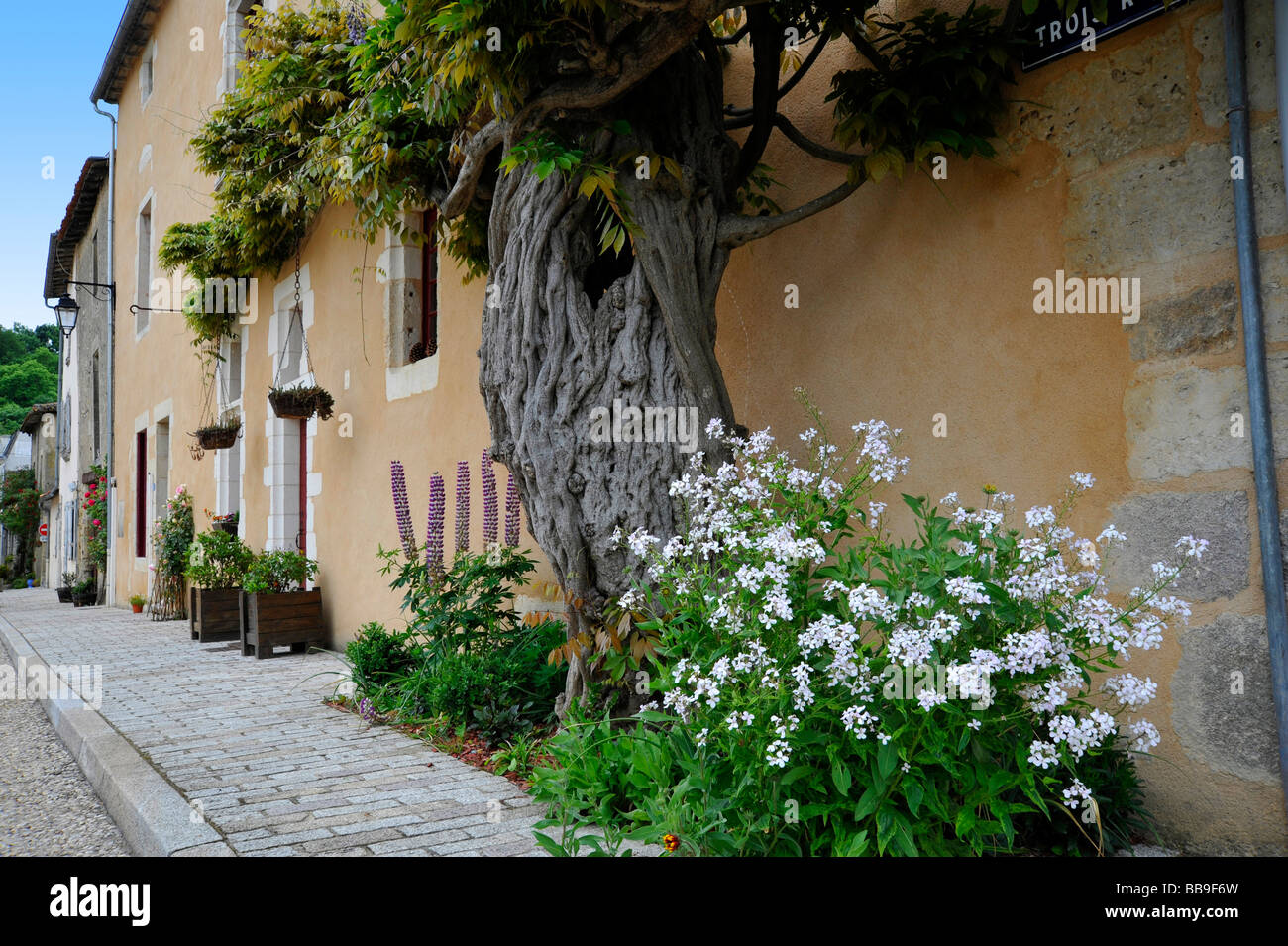 Il vecchio albero di glicine in giardino a Deux-Sevres Francia Foto Stock