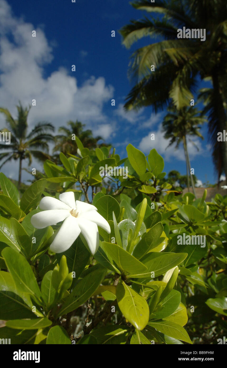Fiore di Tiarè (Gardenia taitensis), Tahiti, Polinesia Francese Foto Stock