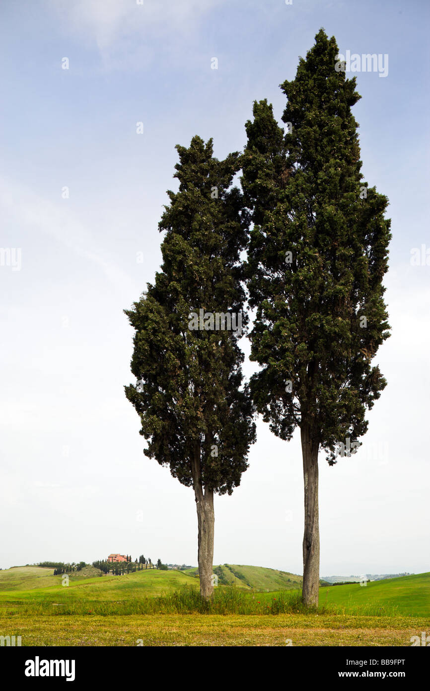 Due grandi mediterraneo cipressi in toscana Foto Stock
