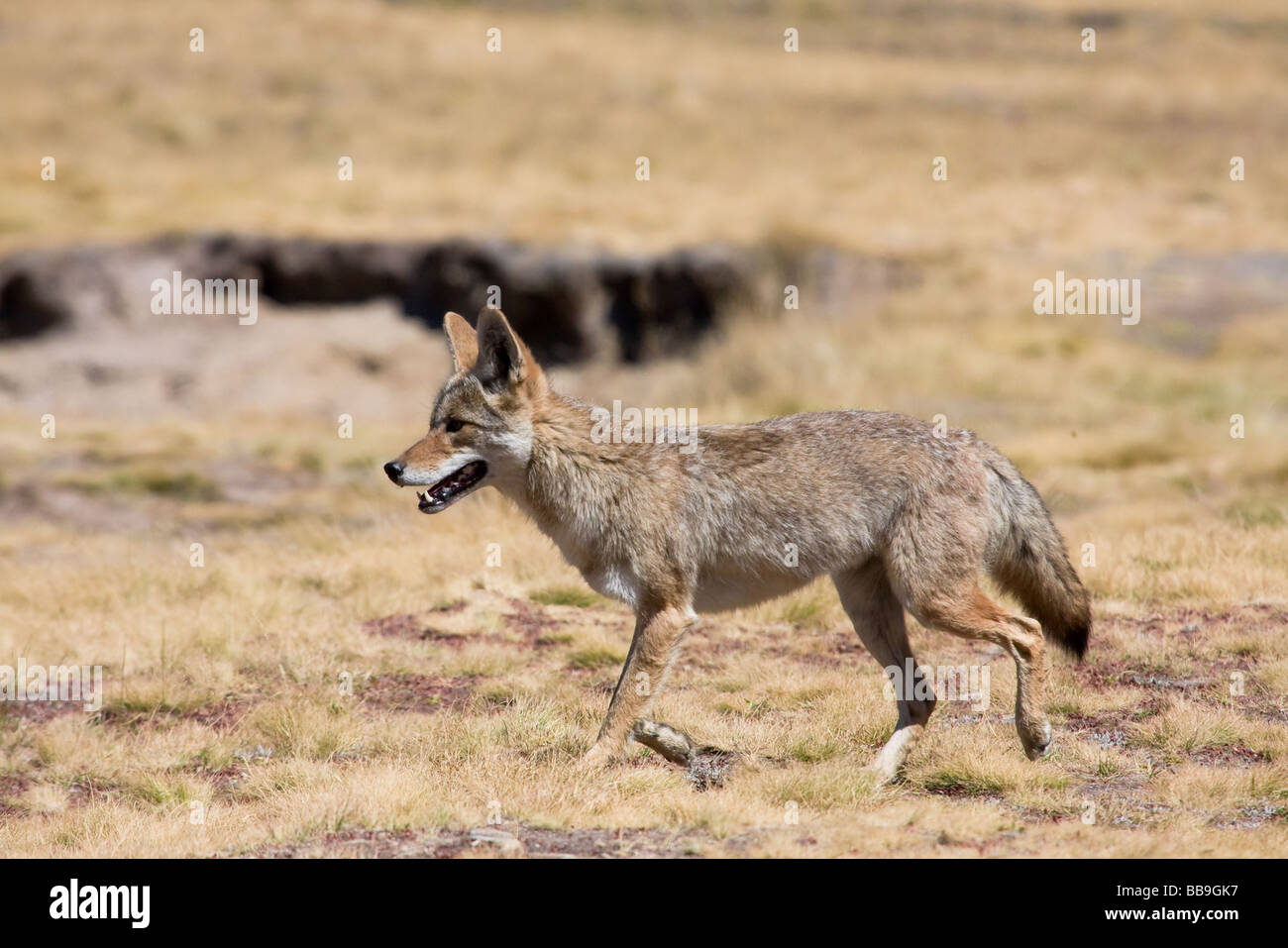Lone Coyote la caccia a piedi nei prati rovistando per alimenti Foto Stock