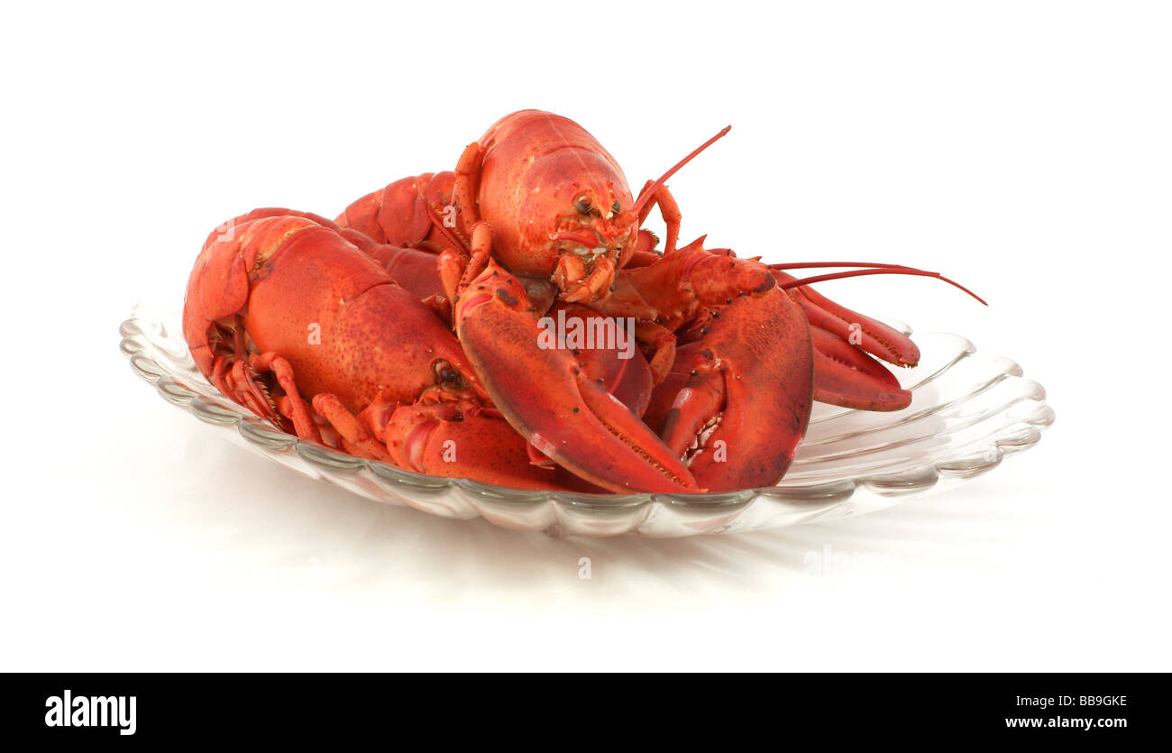 Appena cotte le aragoste del Maine Foto Stock