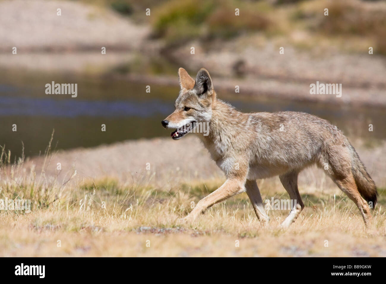 Lone Coyote la caccia a piedi nei prati rovistando per alimenti Foto Stock
