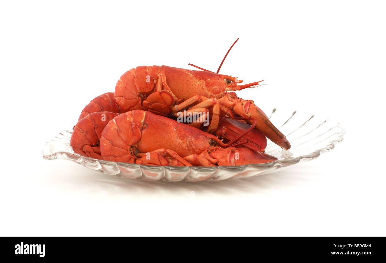 Appena cotto a vapore le aragoste Foto Stock