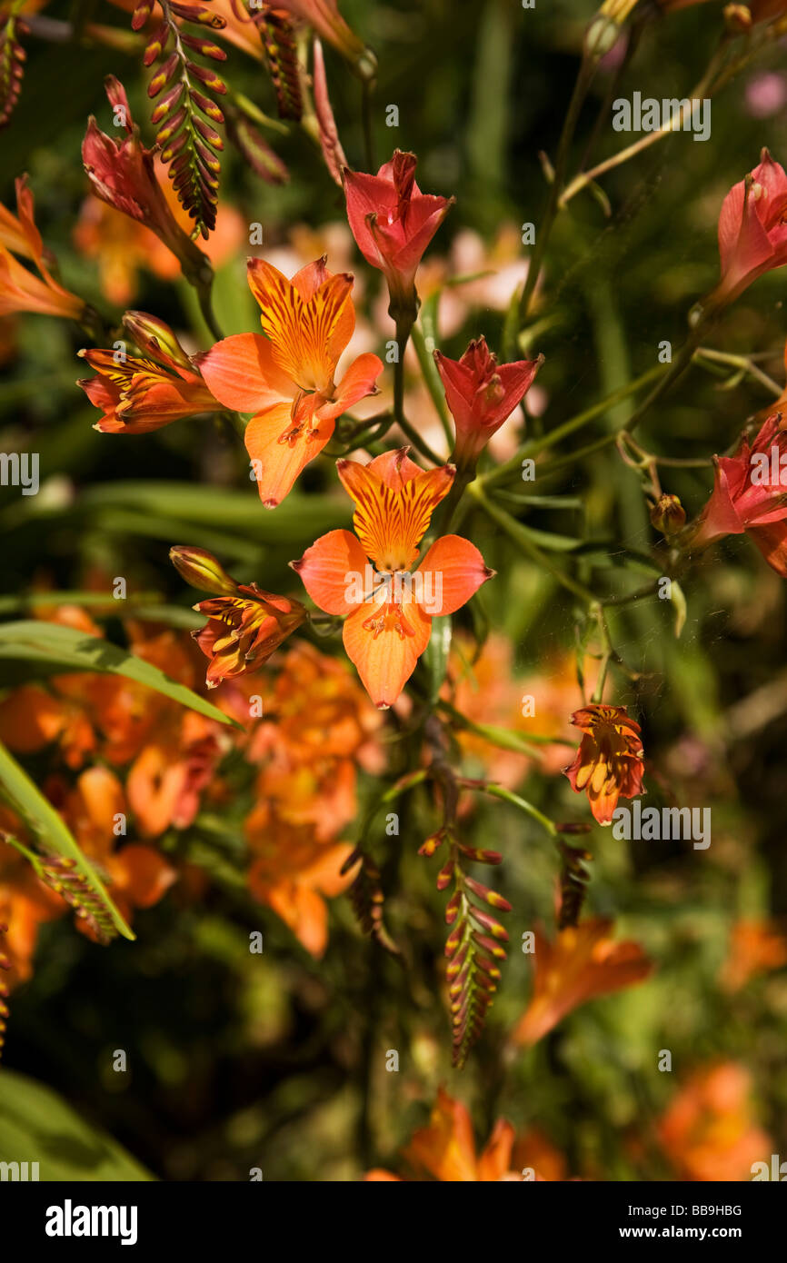 Giglio degli Incas Foto Stock