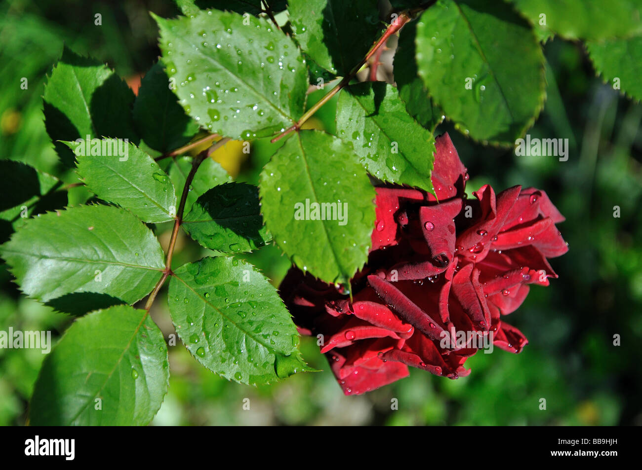 Una rosa in piena fioritura dopo la pioggia in un giardino di Marie-sur Tinee, Alpes Maritimes, Francia Foto Stock