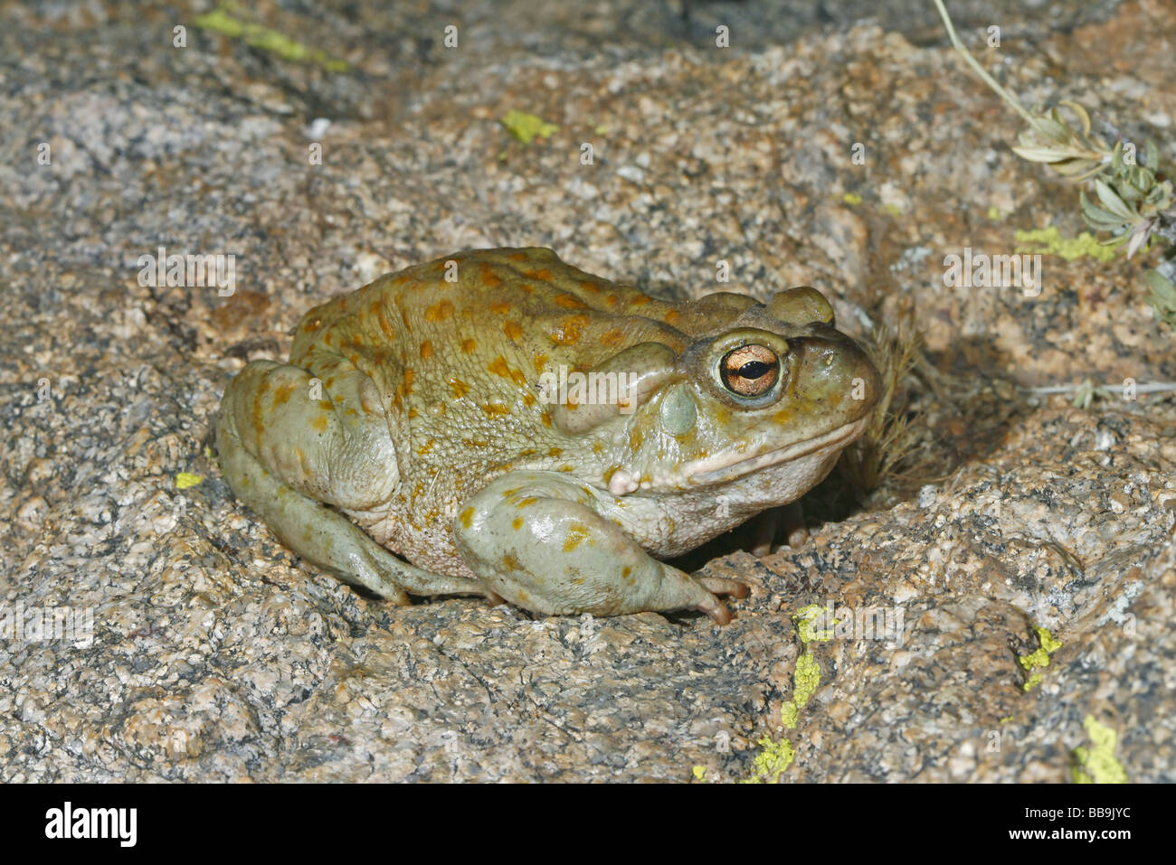 Deserto Sonoran Toad Foto Stock