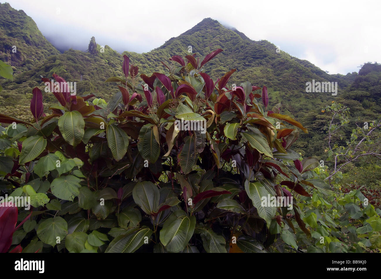 L'erbaccia invasiva Miconia calvescens (centro) ora copre fino al 80% del Parc naturel de Te Faaiti, Tahiti, Polinesia Francese Foto Stock