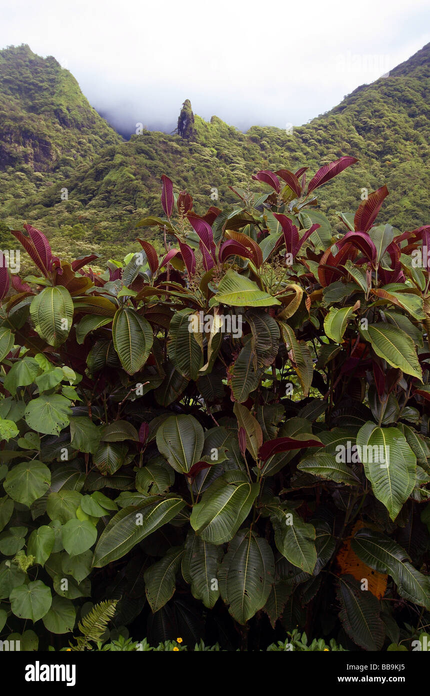 L'erbaccia invasiva Miconia calvescens (centro) ora copre fino al 80% del Parc naturel de Te Faaiti, Tahiti, Polinesia Francese Foto Stock