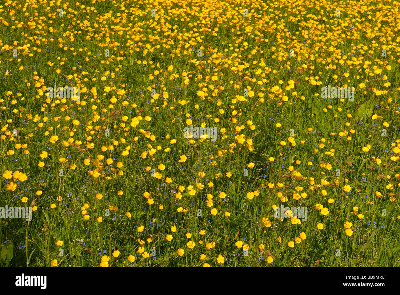 Un campo di wild renoncules in un prato in Suffolk, Regno Unito Foto Stock