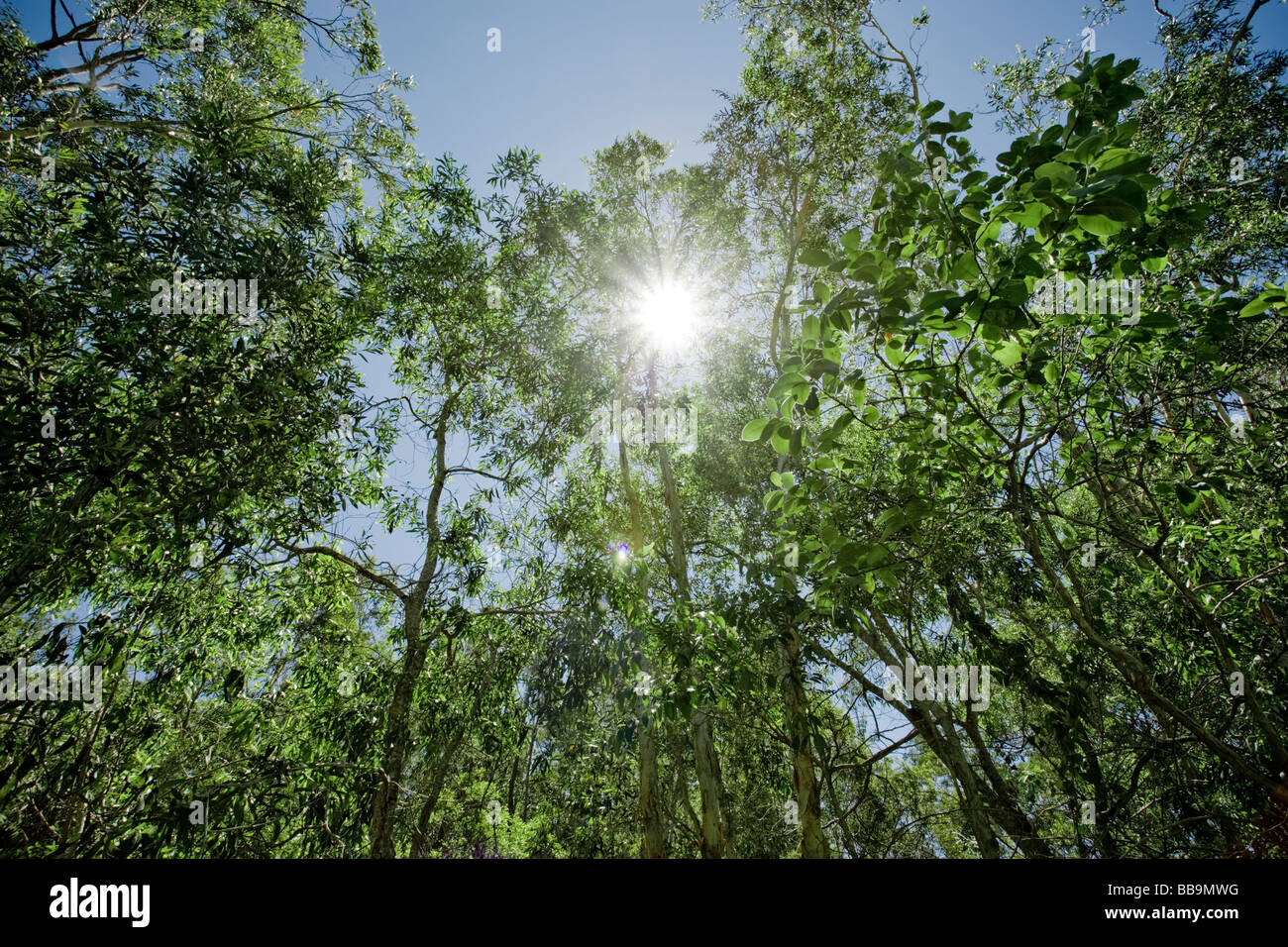 Verde foresta vibrante con il sole che splende attraverso le foglie Foto Stock