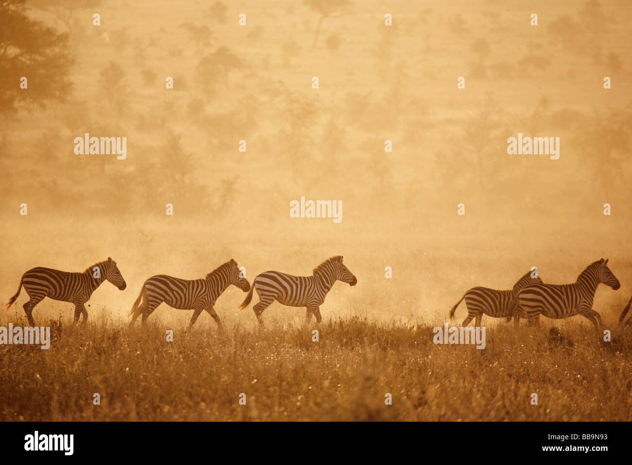 Zebra al tramonto sulle pianure del Serengeti durante la migrazione annuale verso il Masai Mara Foto Stock